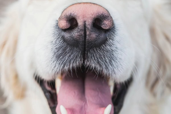 Dog's nose close up