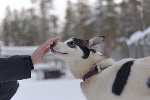 Owner touching his dog's cold nose