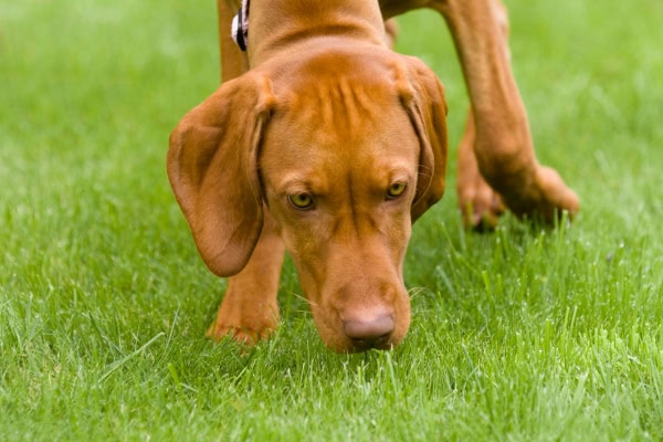 Dog using his nose to sniff grass