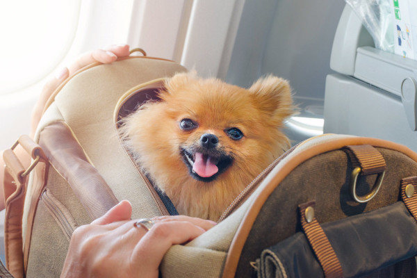 Pomeranian in a kennel on an airplane