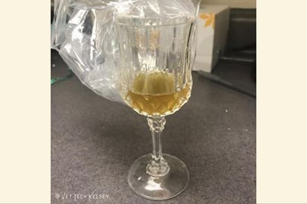 dog urine collected in a stemware glass