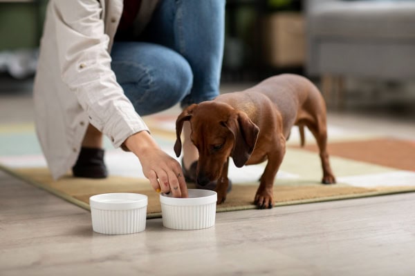Owner encouraging dog with constipation to drink water.
