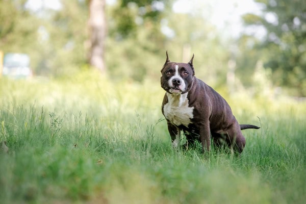 Dog with constipation attempting to defecate in tall grass.