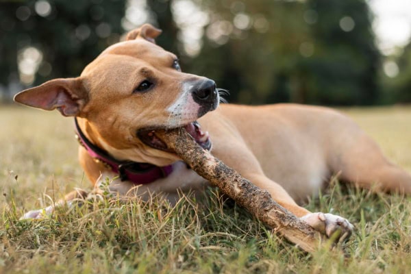 Dog chewing on a stick, which might lead to constipation if ingested.