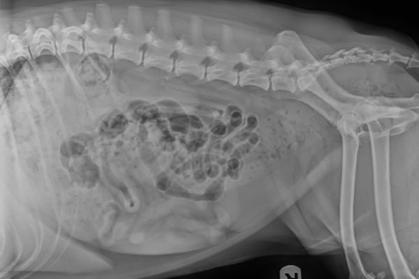 X-ray of a dog with constipation.