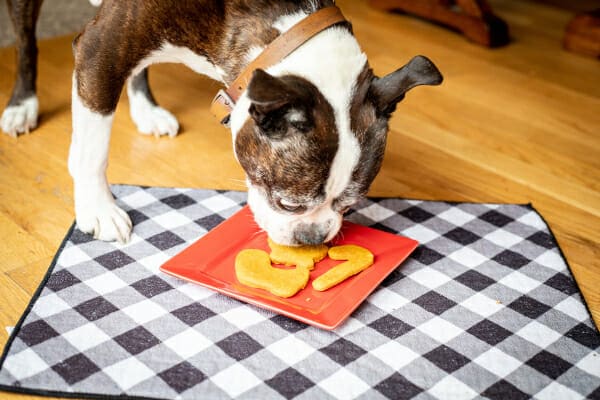 Boston Terrier eating homemade holiday dog cookies off a red plate, photo