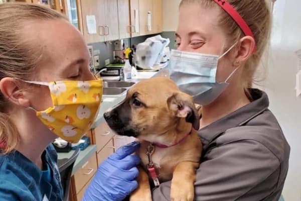 dog at vet's office and vets wearing masks to stay safe from coronvirus. photo. 