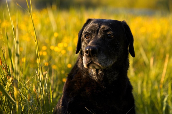 Senior Black lab sitting in a grass field at sunset.