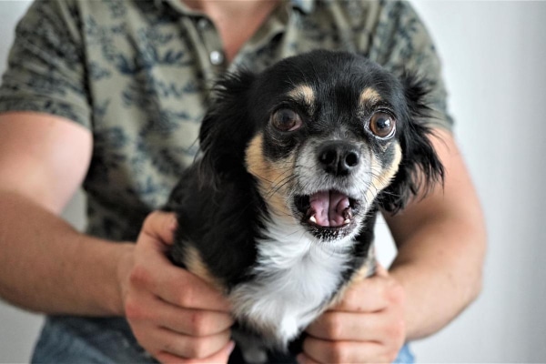 Long-haired Chihuahua dog coughing and gagging while sitting in male owner's lap