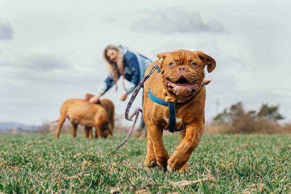 Group of Dogue de Bordeaux's running in a field.