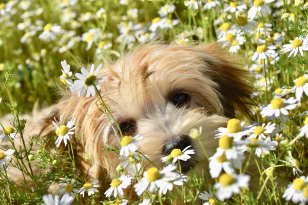 Havanese lying in a field of daisies.