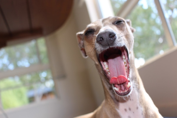 Italian Greyhound yawning with mouth wide open