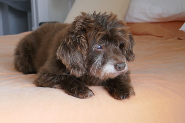 Small Poodle mixed breed dog lying on the bed 