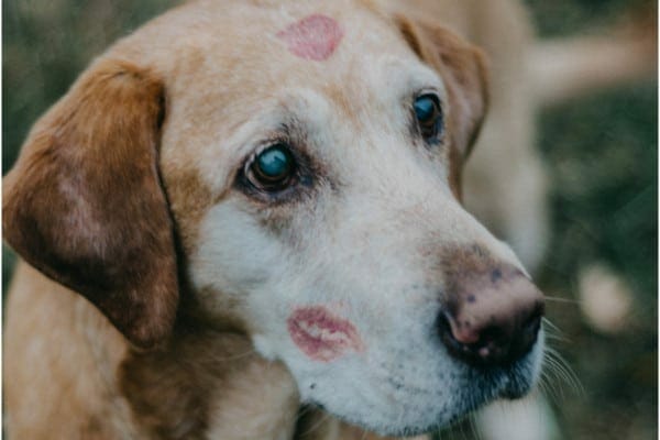 dog's face with lipstick kisses. photo.