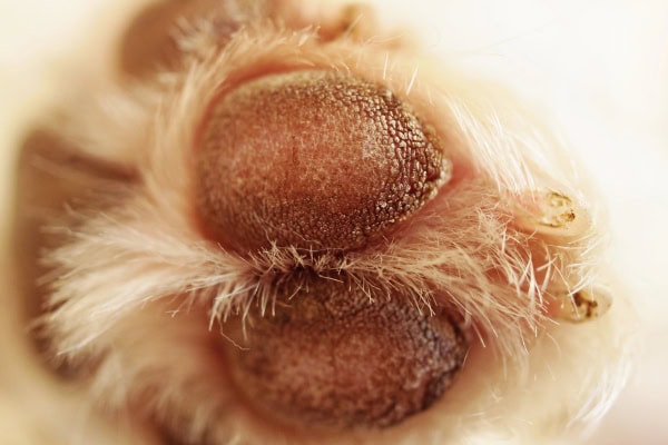 Close-up of a  dog's cracked paw pad