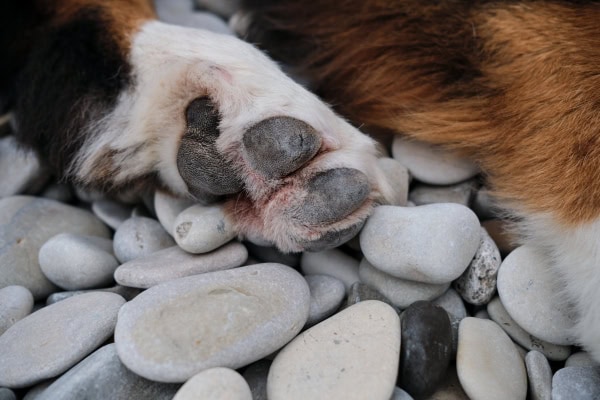 Dog laying on rocks with a cracked paw pad and rust-colored staining (salivary staining) on the underneath side of the paw