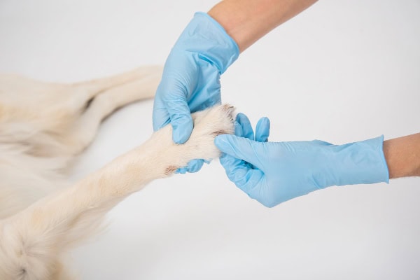 Owner massaging medicated product into a dog's cracked paws