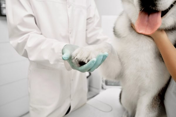 Vet examining a dog's cracked paws