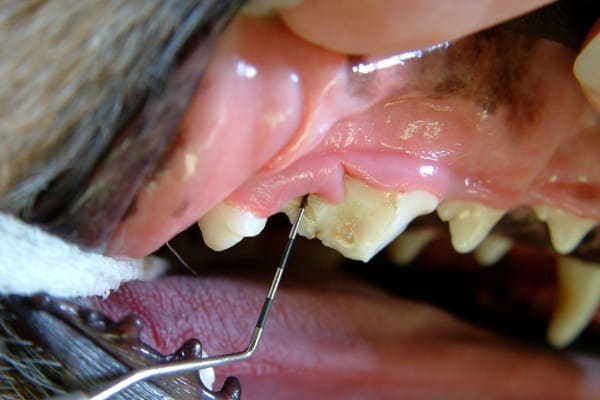 A close-up of a dog's fourth premolar tooth that is fractured which can happen when chewing on hard dog chew toys