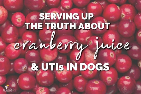 Cranberry juice clearance safe for dogs