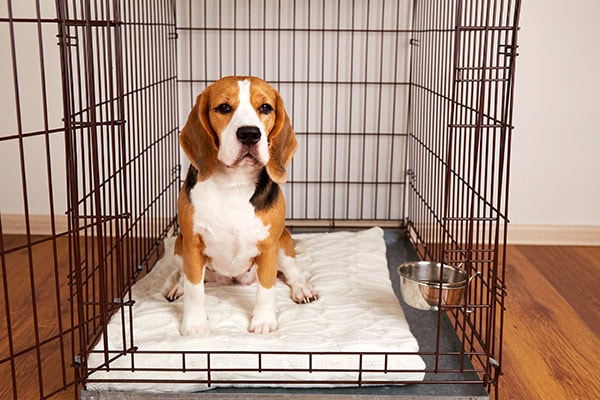 Beagle in a metal crate