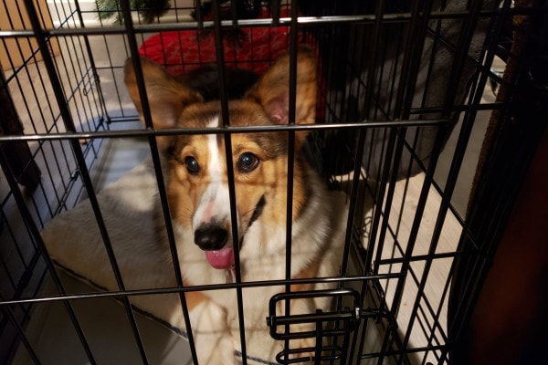 Corgi dog lying in a dog crate on crate rest