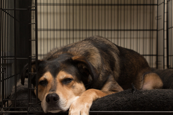 Senior dog in a crate with the door open as part of crate training