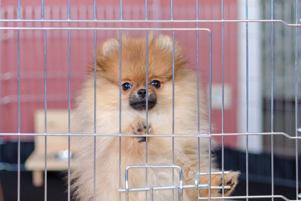 Pomeranian dog on crate rest
