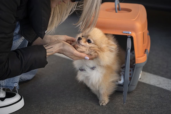 Owner petting dog in an open crate