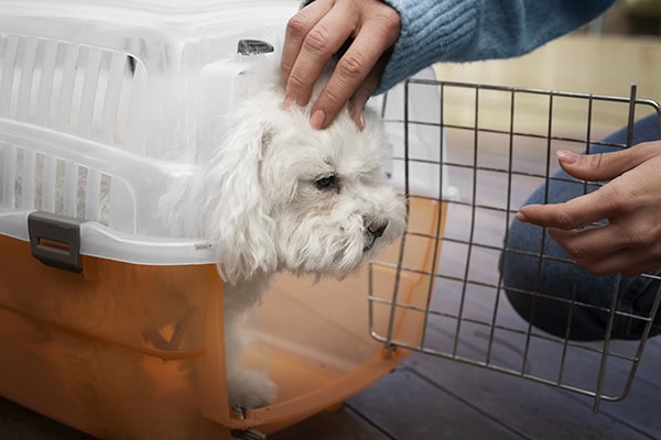 Owner letting a dog out of a crate