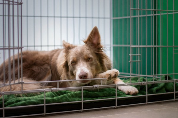 Dog lying on a comfortable banket while on strict cage rest 