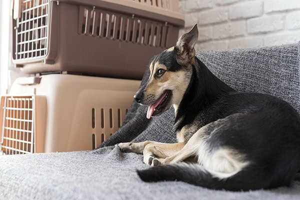 Dog with anxiety sitting near crates