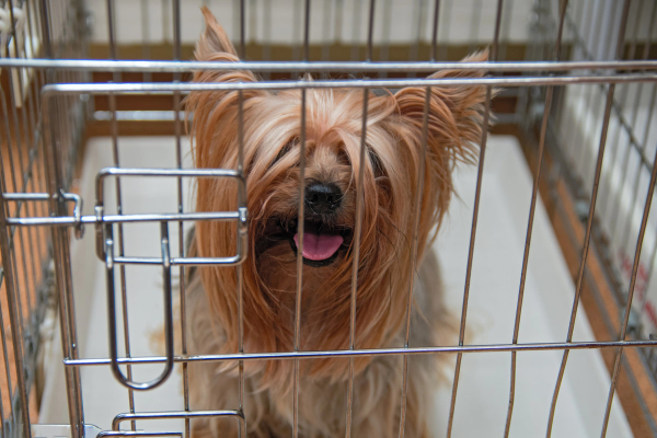 Yorkie sitting in a wire dog crate with door closed as part of crate training