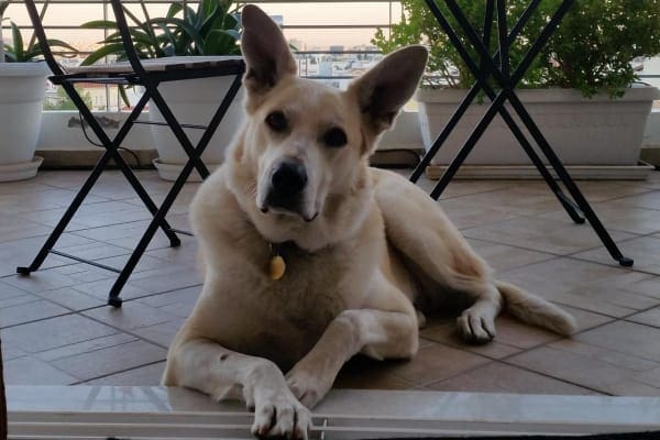 Senior dog laying down, photo