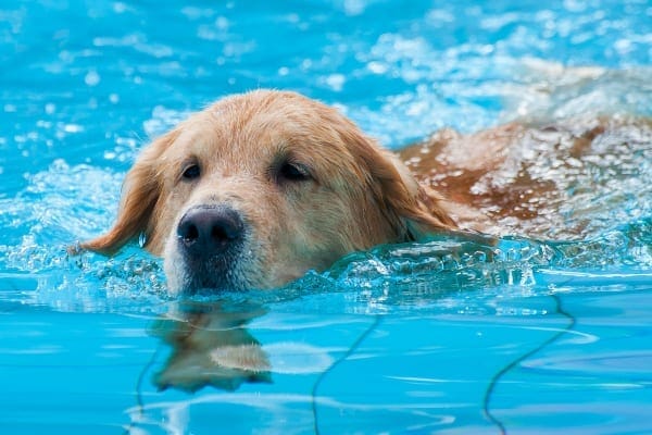 Dog swimming in pool, photo