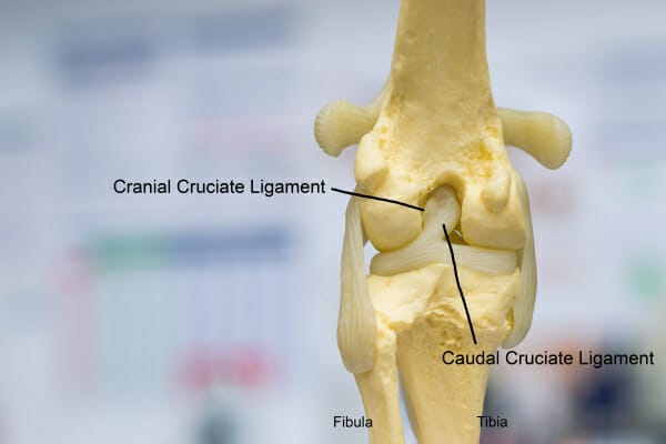 Model of the back of a dog's knee showing the cranial and caudal cruciate ligament, photo
