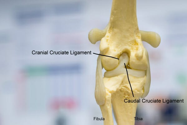 Knee bones 2025 for dogs