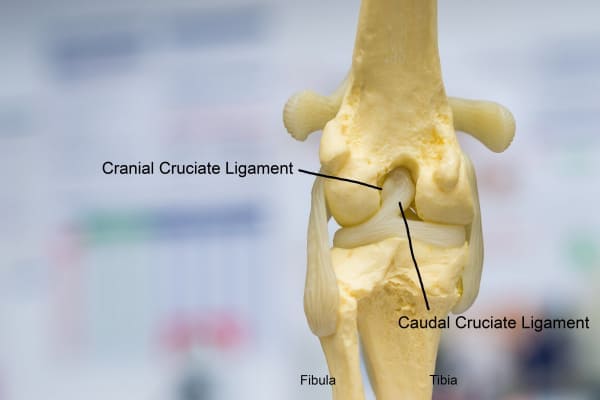 Stifle joint diagram, photo