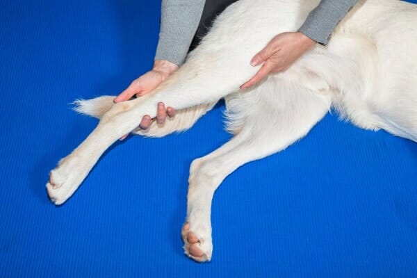 Person gently bending a dogs knee, photo