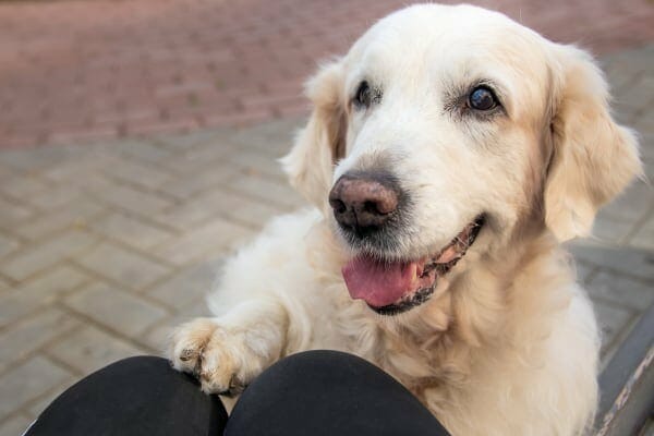 Old Golden Retriever, photo