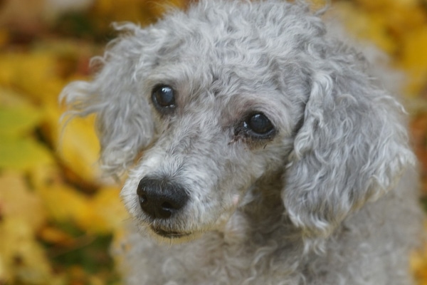 Senior Poodle standing outside in fall leaves to represent end stage Cushing's disease