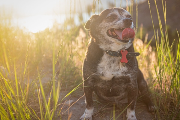 It's just slobbery kisses all day long': Meet a dog walker on a path of  healing for mental health