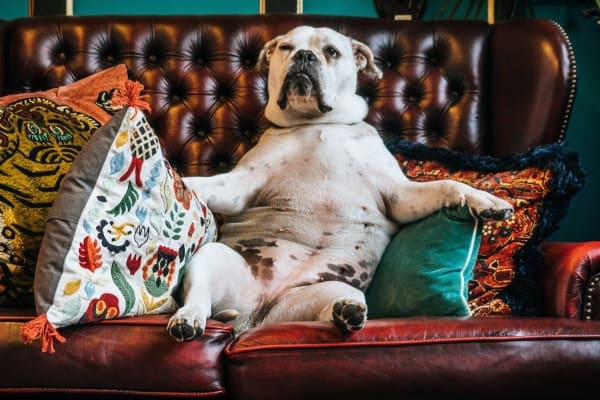 dog with pot belly, which is a sign of cushing's disease in dogs, sitting on couch