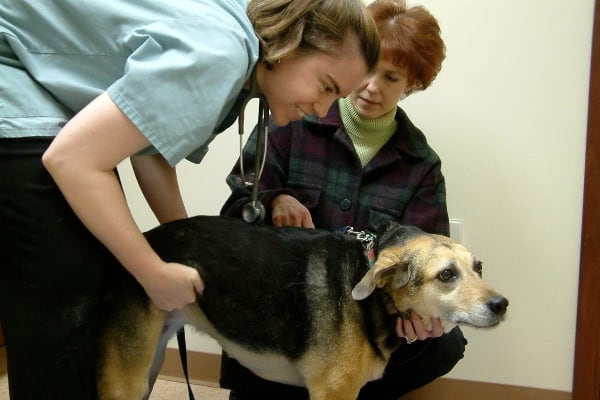 veterinarian examining dog for cushing's disease