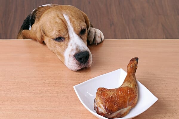 Beagle trying to get a chicken leg off the kitchen table