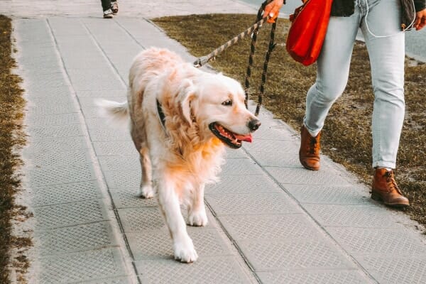 Golden Retriever on a walk with his owner