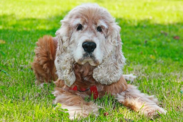 Cocker Spaniel laying in the grass