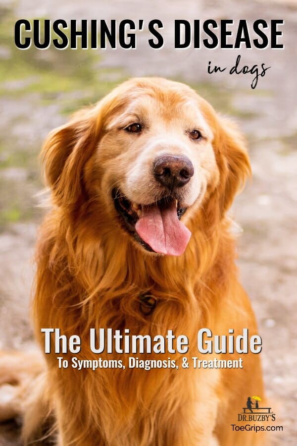 Cushing's Disease In Dogs How It's Treated Huntersville, 48% OFF