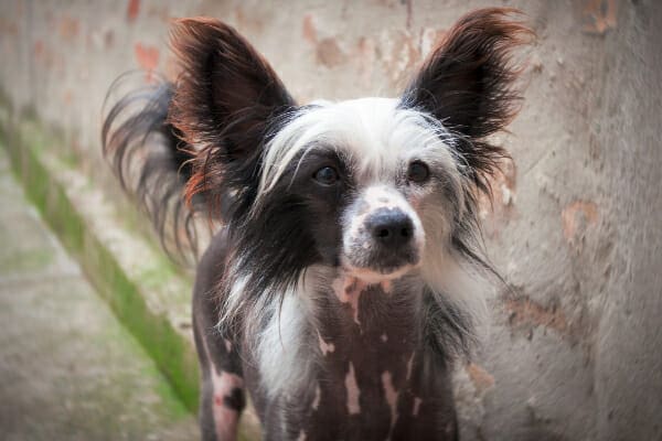 Chinese Crested hairless dog, photo