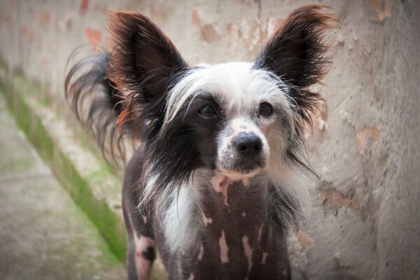 What Is This Swelling on the Top of My Dogs Head? - PetHelpful